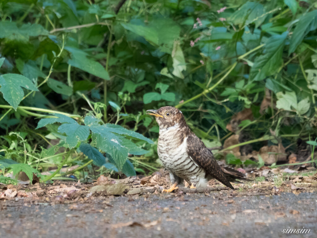 埼玉の公園　カッコウ　ツツドリ