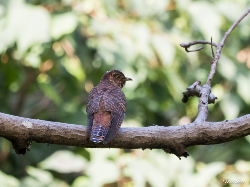 埼玉の公園　カッコウ　ツツドリ