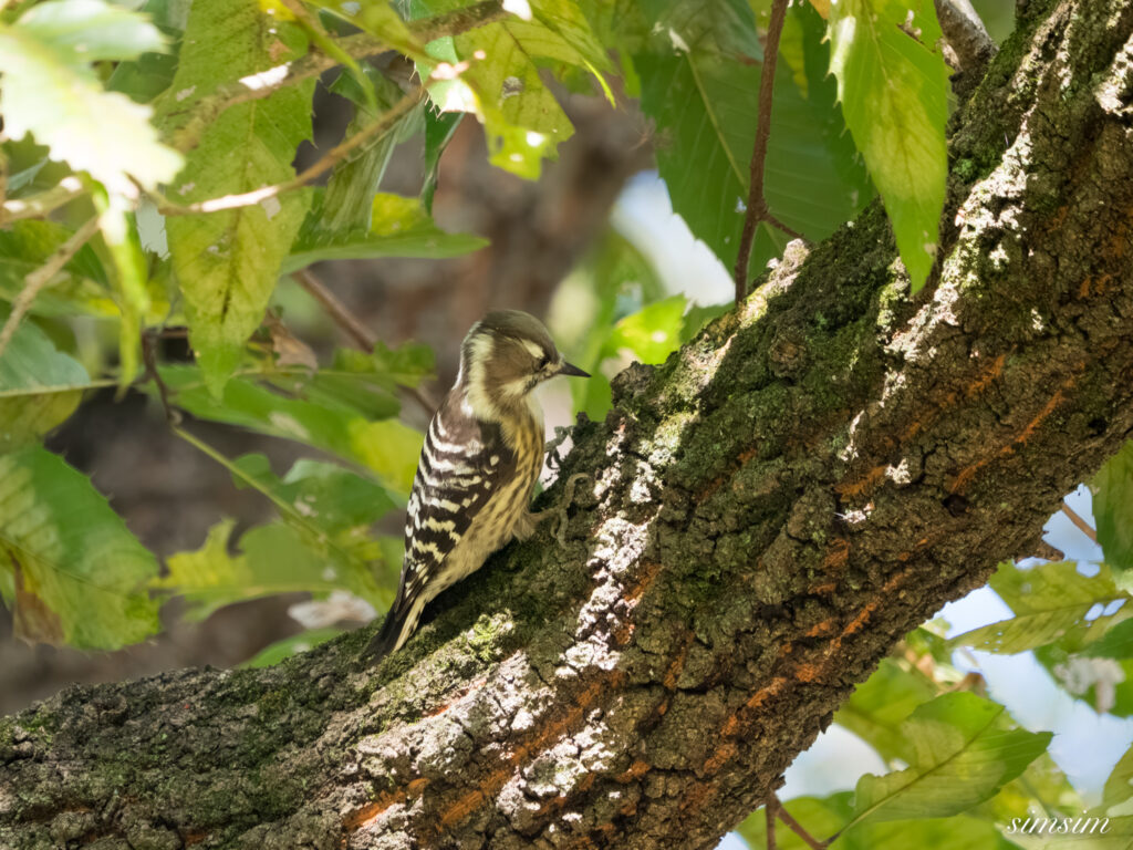 埼玉の公園　コゲラ