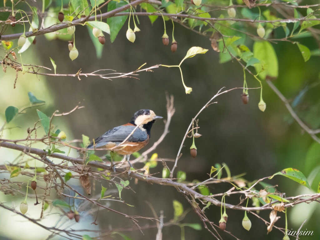 埼玉の公園　ヤマガラ