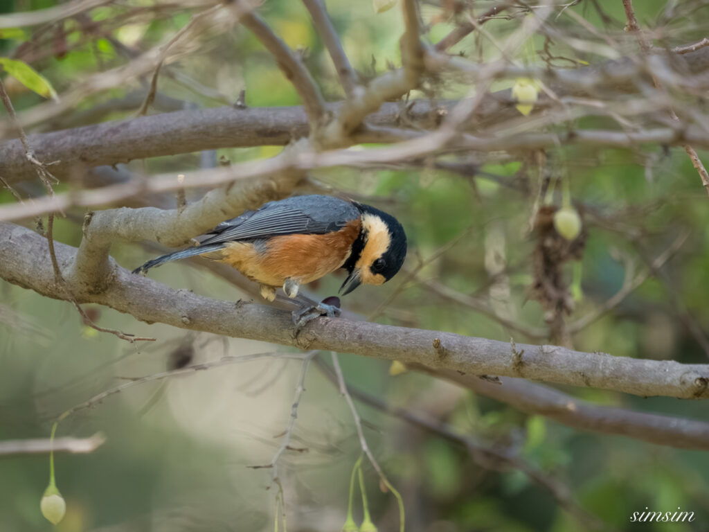 埼玉の公園　ヤマガラ