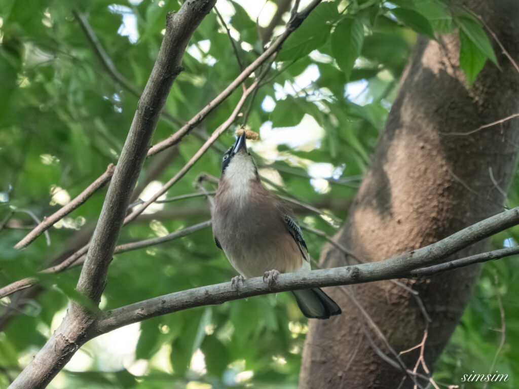 埼玉の公園　カケス