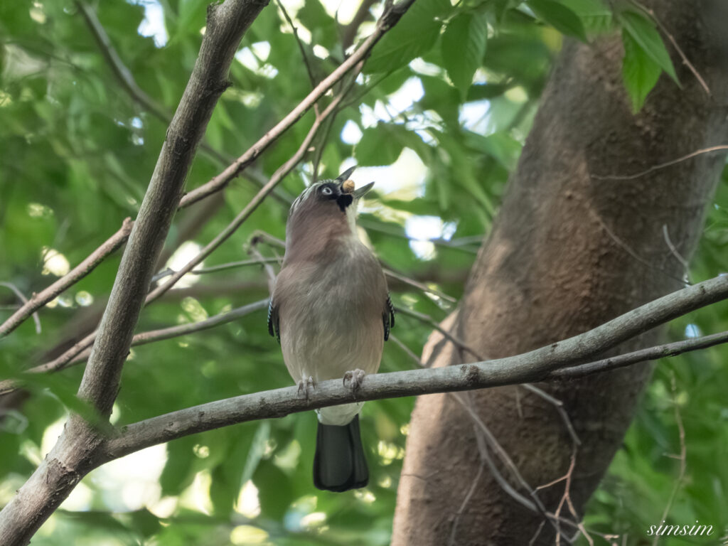 埼玉の公園　カケス