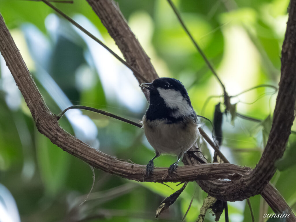 埼玉の公園　ヒガラ