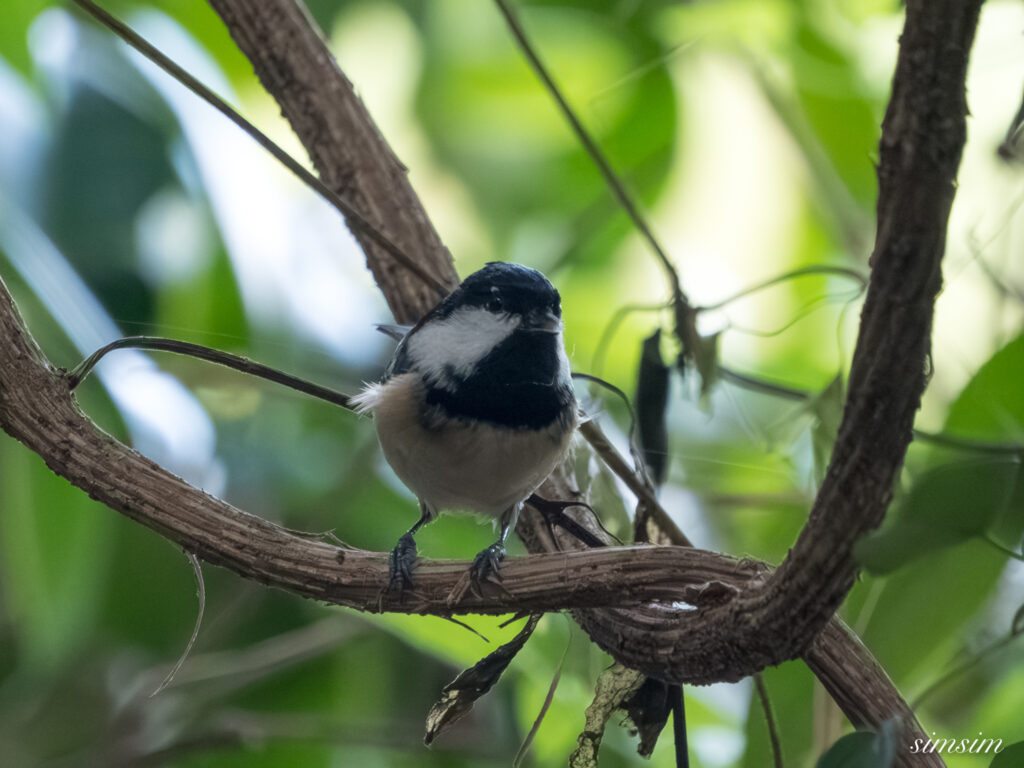 埼玉の公園　ヒガラ
