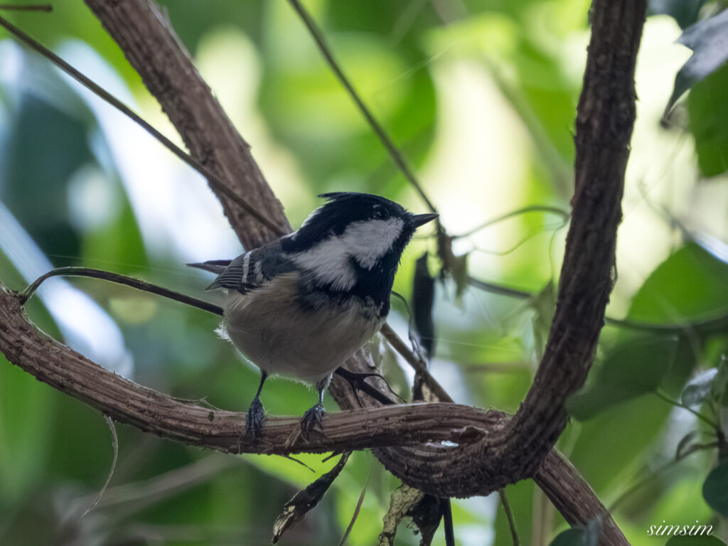 埼玉の公園　ヒガラ
