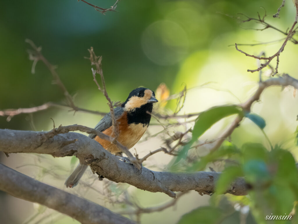 埼玉の公園　ヤマガラ