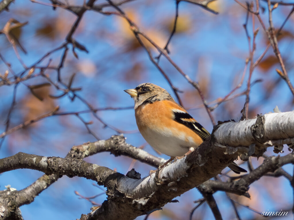 長野の高原　アトリ