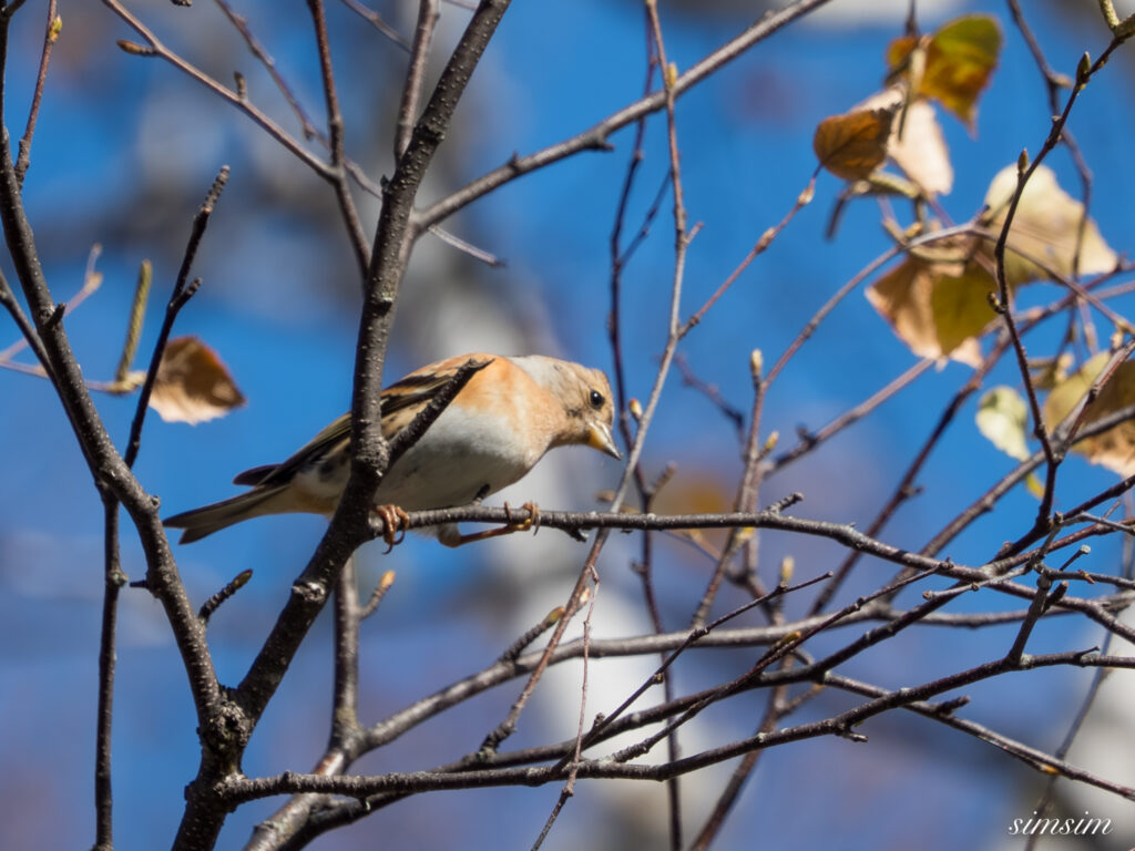 長野の高原 アトリ