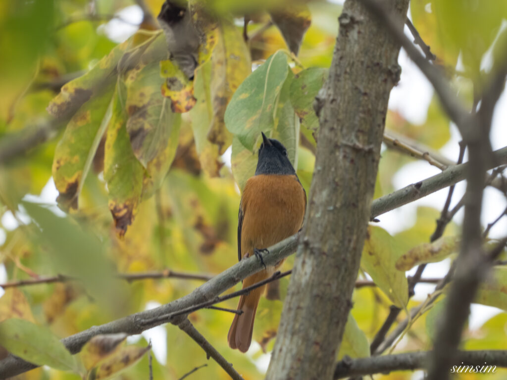 長野の高原　ジョウビタキ