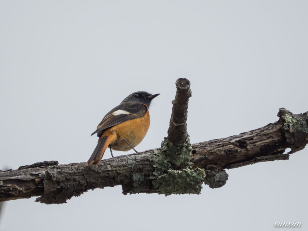 長野の高原　ジョウビタキ