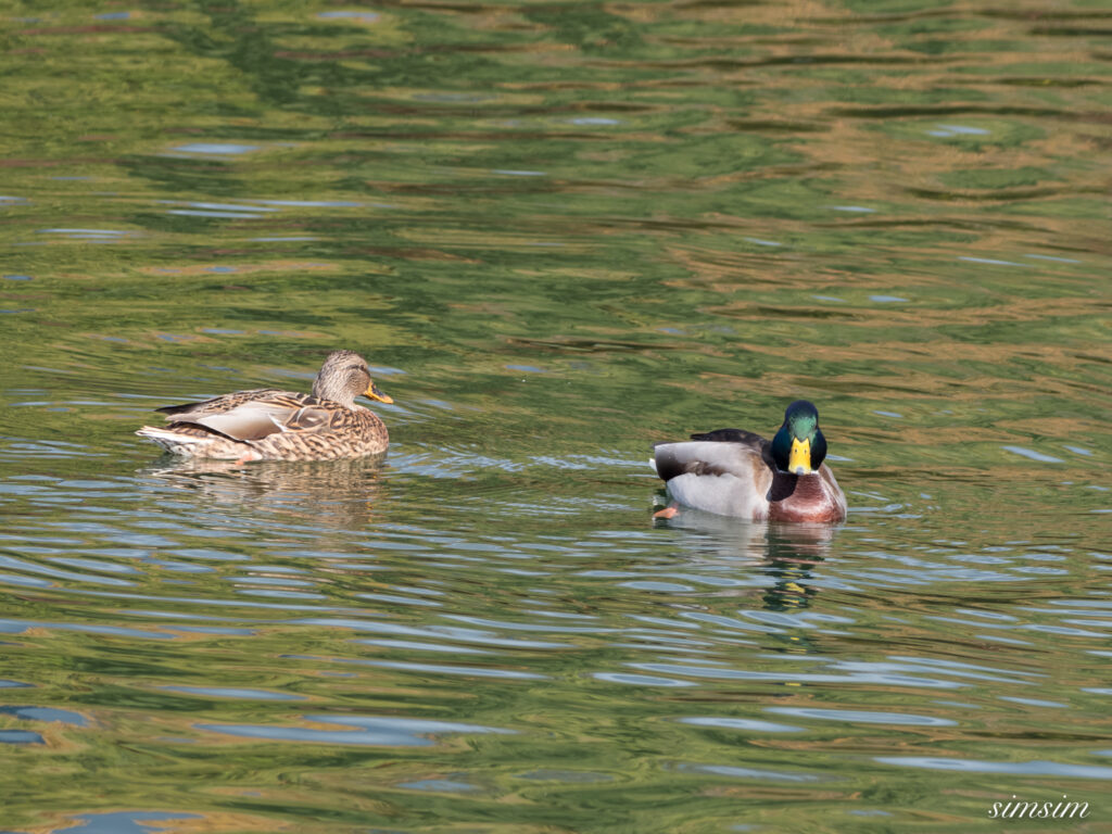 長野の高原 マガモ