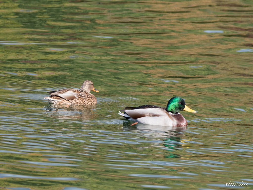 長野の高原 マガモ