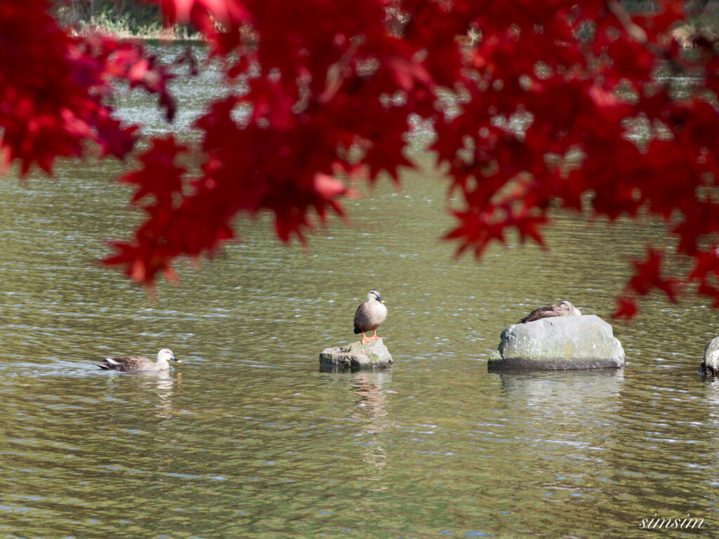 長野の高原 カルガモ