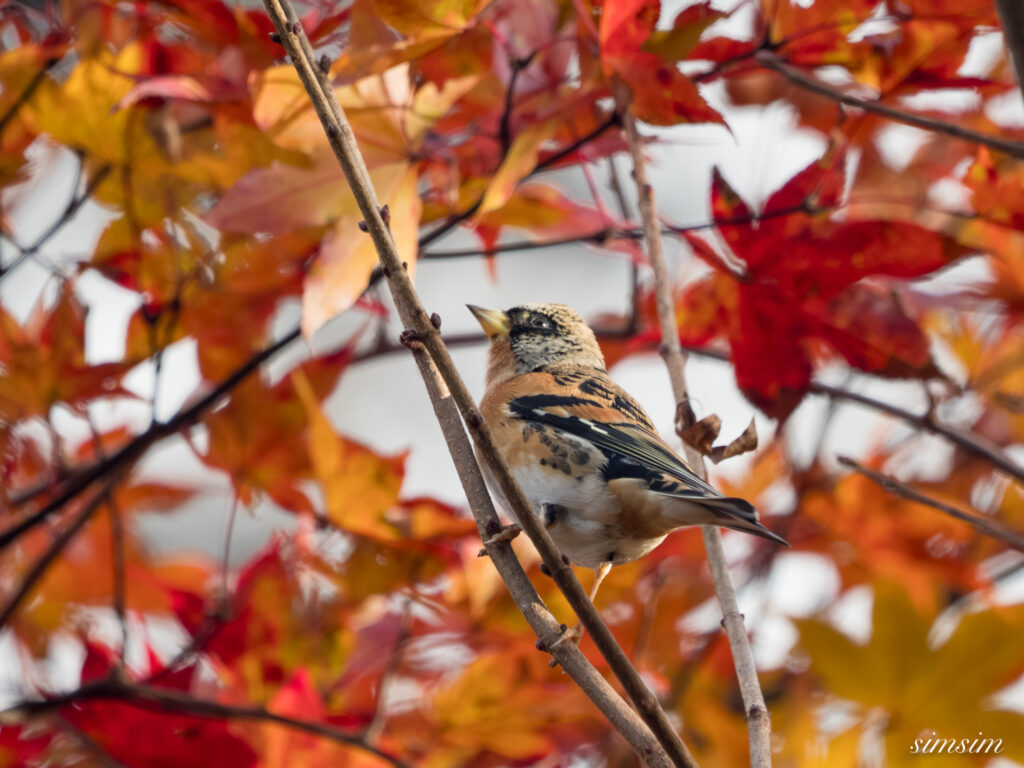 長野の高原 アトリ