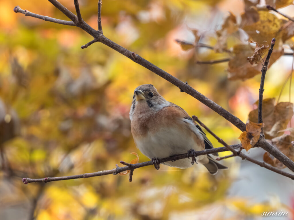 長野の高原 アトリ