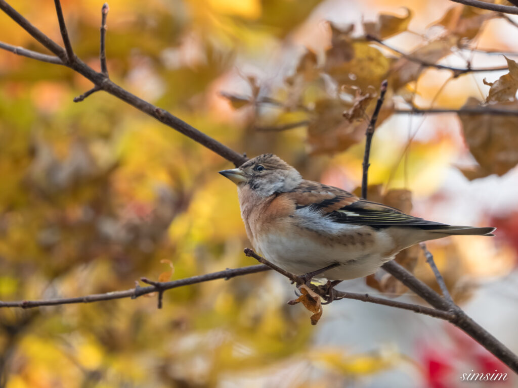 長野の高原　アトリ