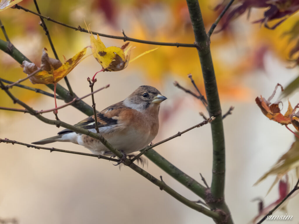 長野の高原 アトリ