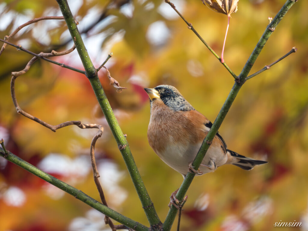 長野の高原 アトリ