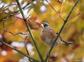 長野の高原　アトリ