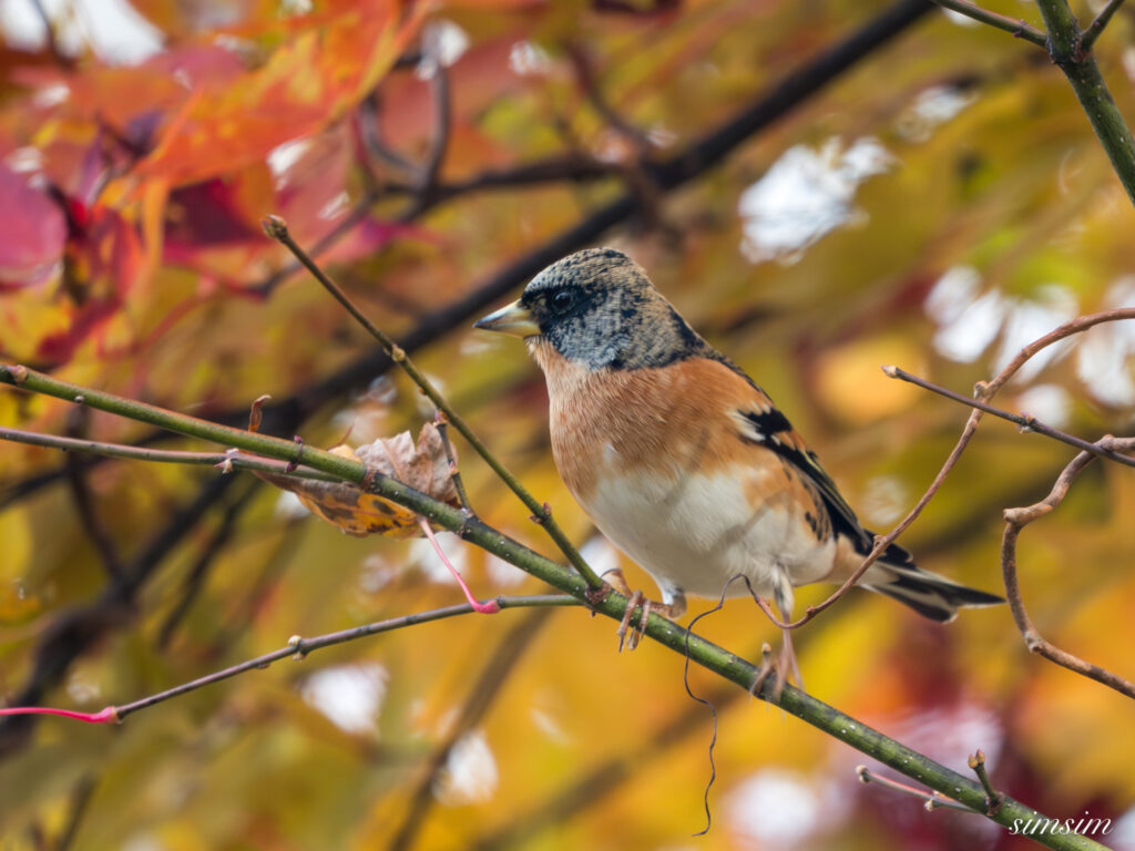 長野の高原　アトリ