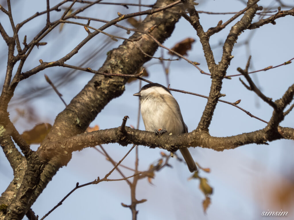長野の高原 コガラ