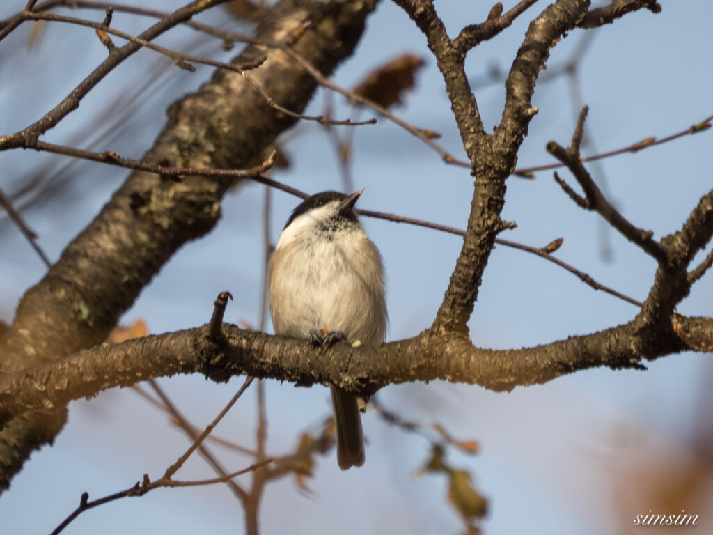 長野の高原 コガラ