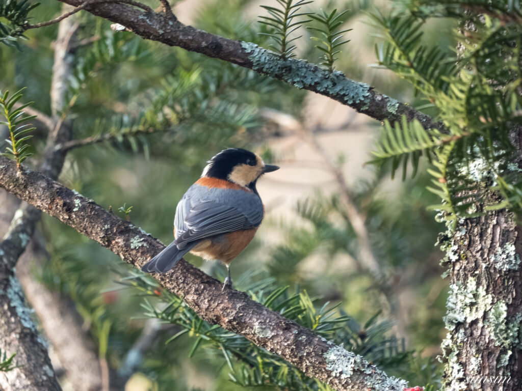 長野の高原 ヤマガラ