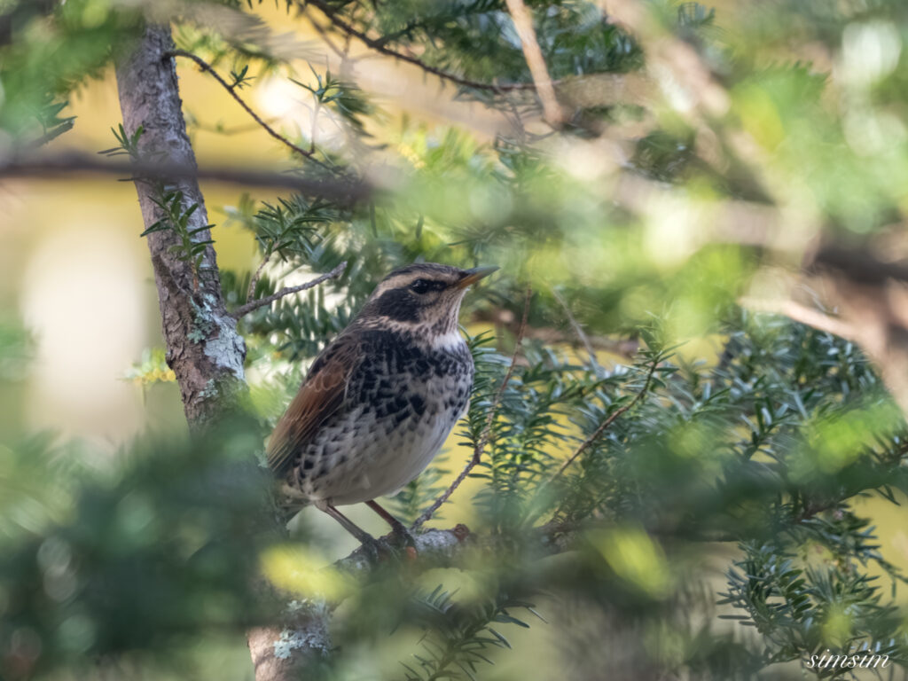 長野の高原 ツグミ