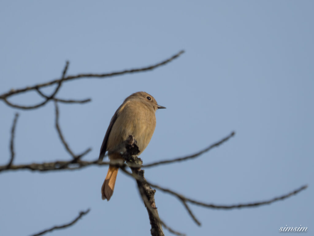 長野の高原 ジョウビタキ
