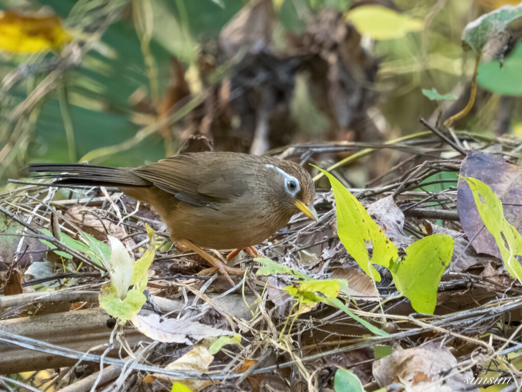 埼玉　都市公園　ガビチョウ