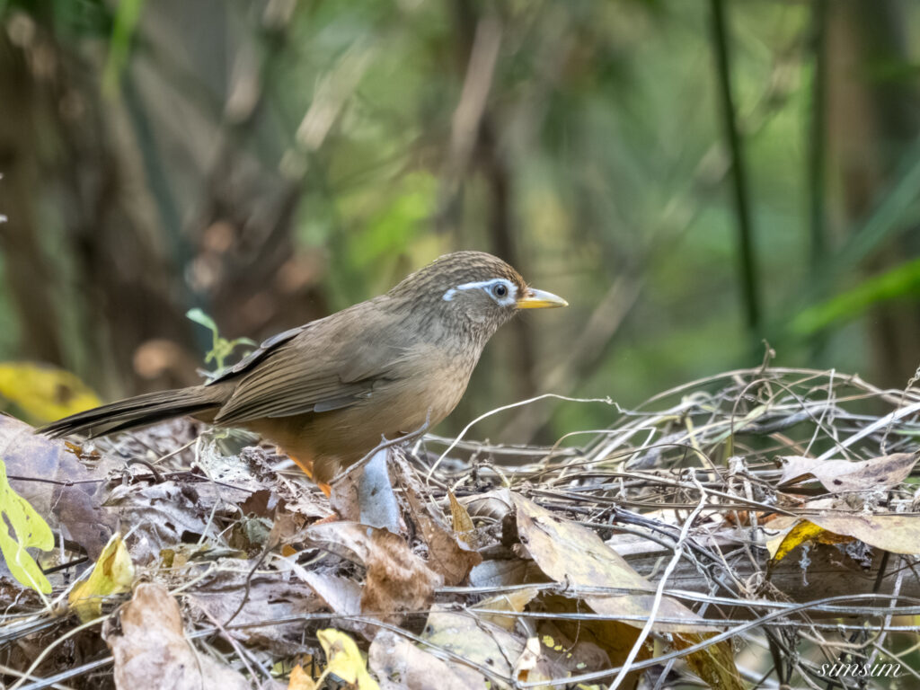 埼玉　都市公園　ガビチョウ