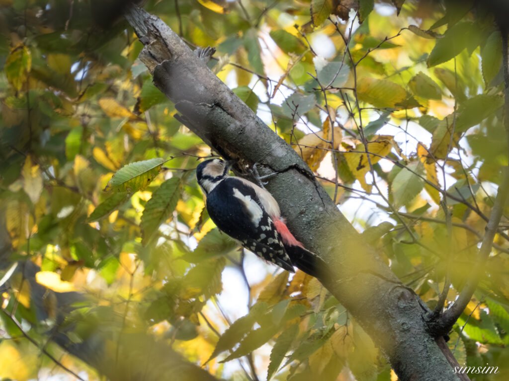 埼玉　都市公園　アカゲラ