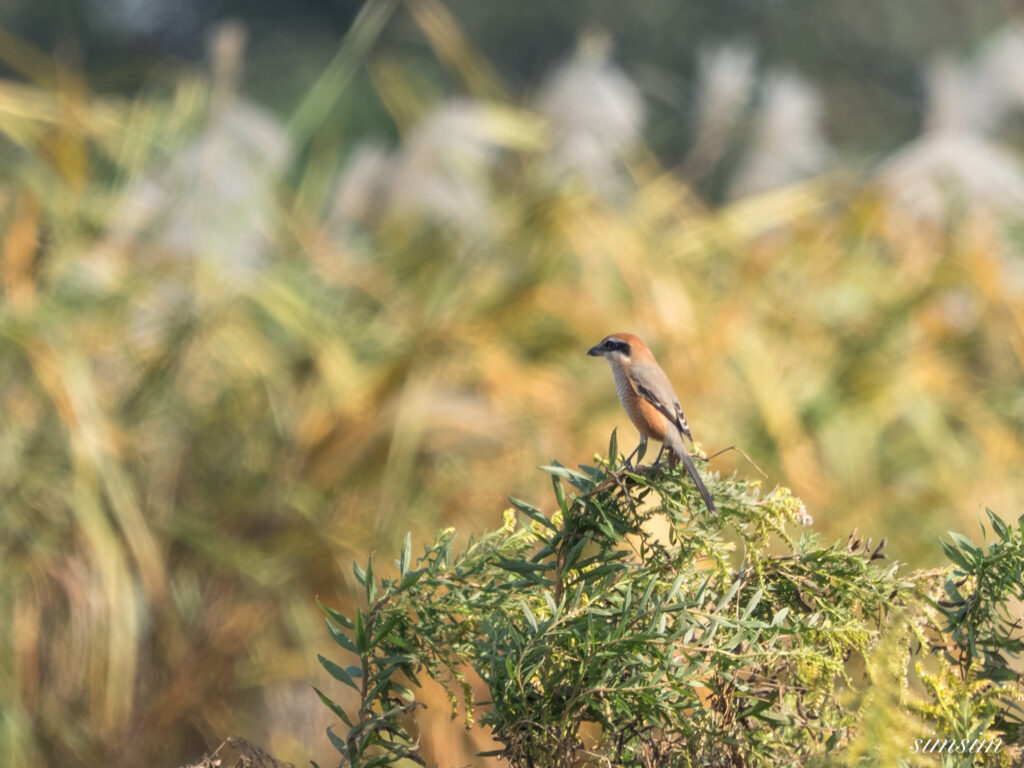 埼玉　都市公園　モズ