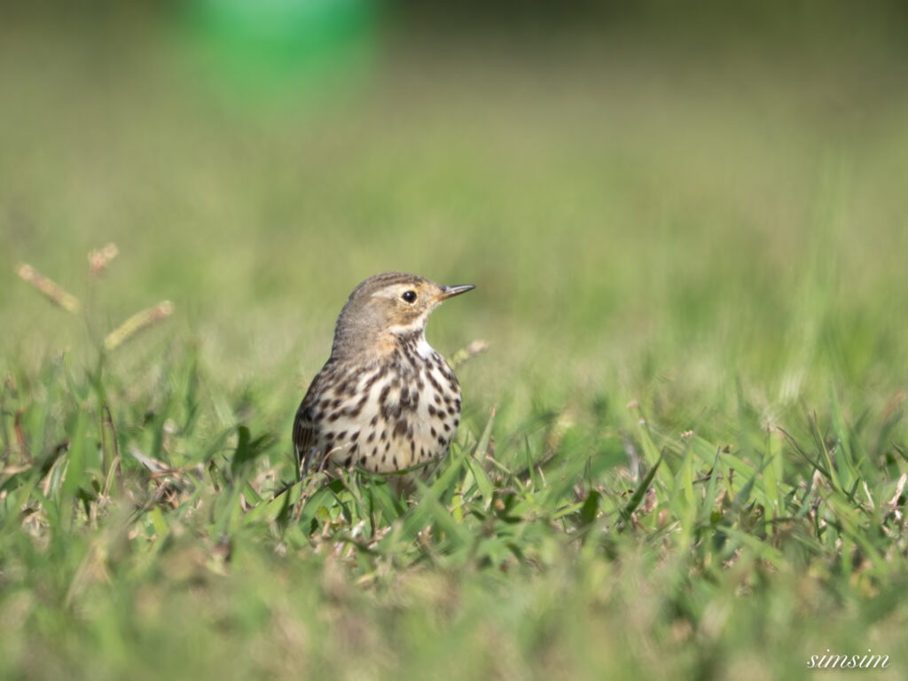 埼玉　都市公園　タヒバリ
