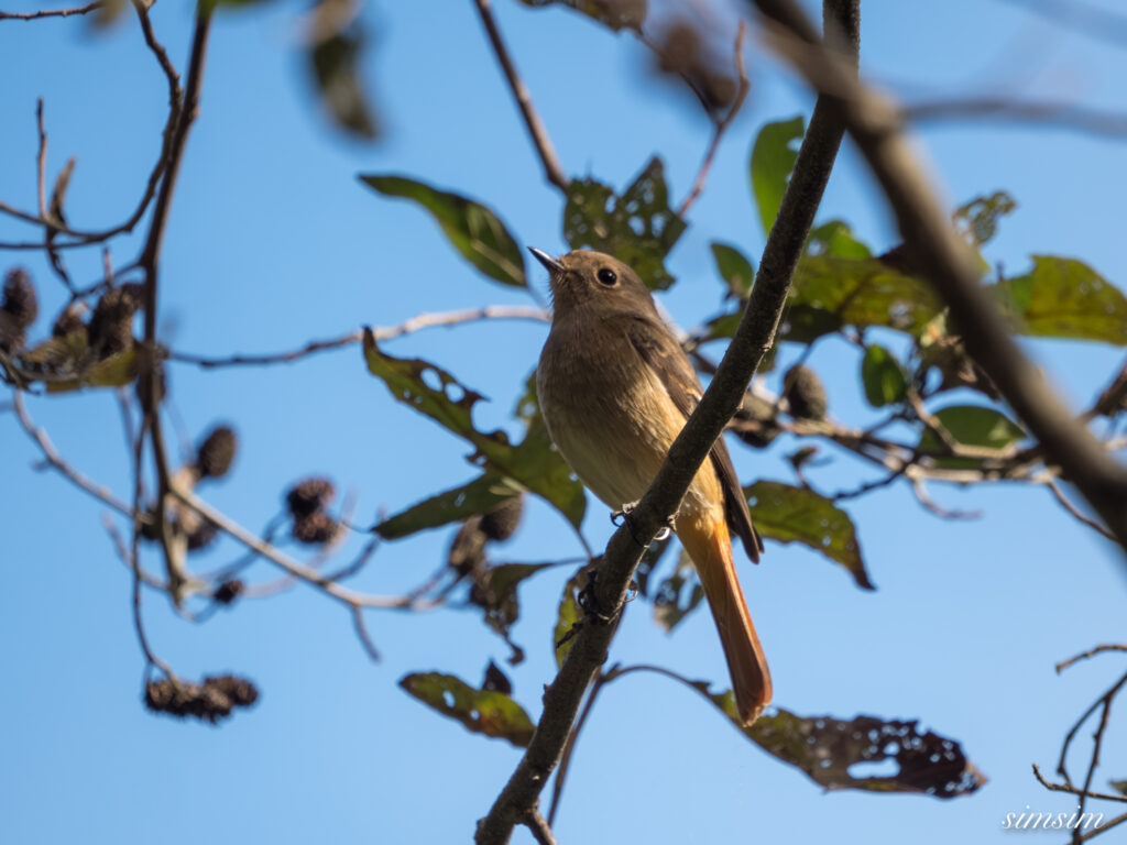 埼玉　都市公園　ジョウビタキ