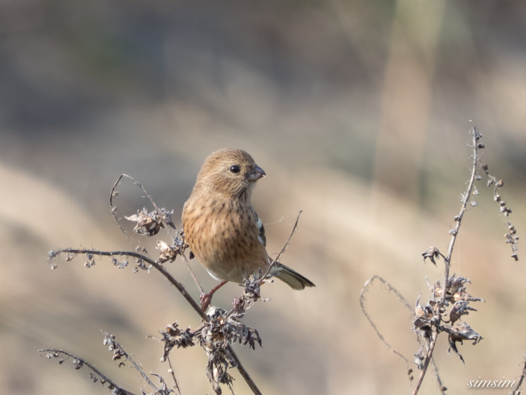 埼玉　都市公園　ベニマシコ
