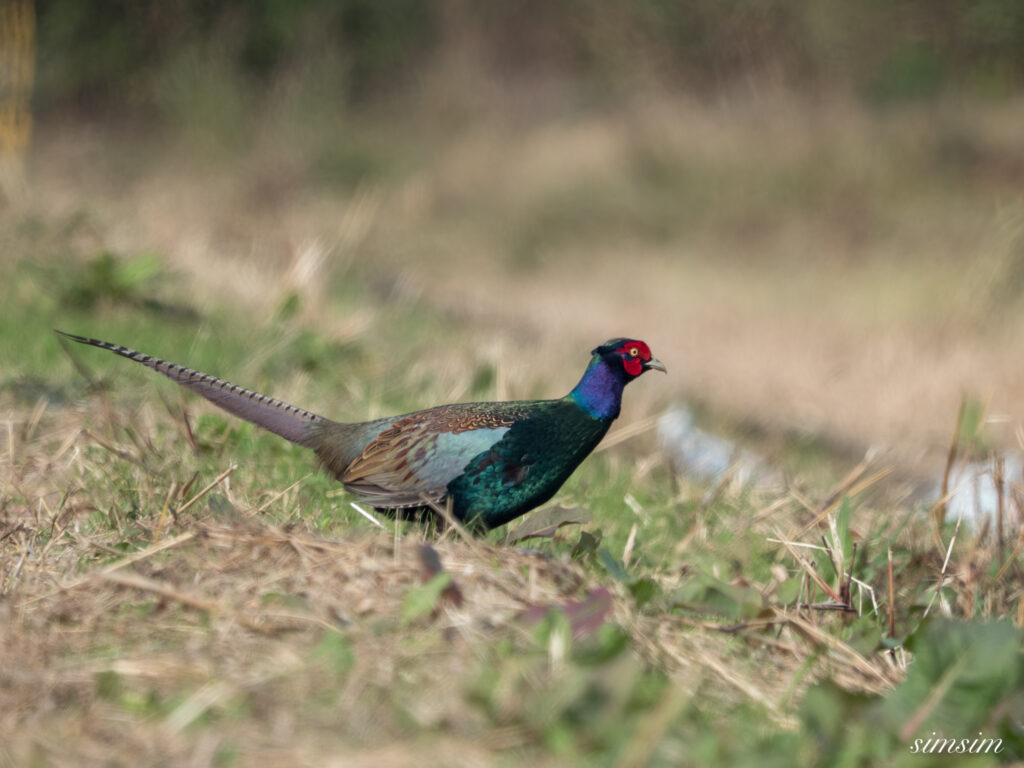 埼玉　都市公園　キジ