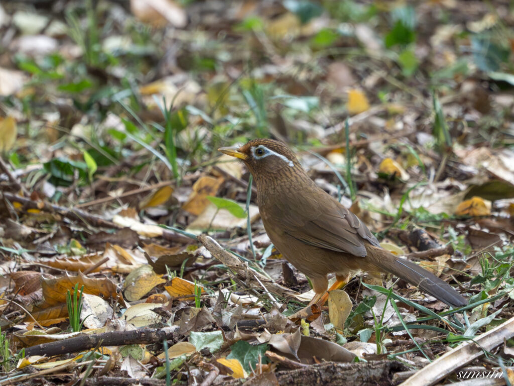 埼玉　都市公園　ガビチョウ