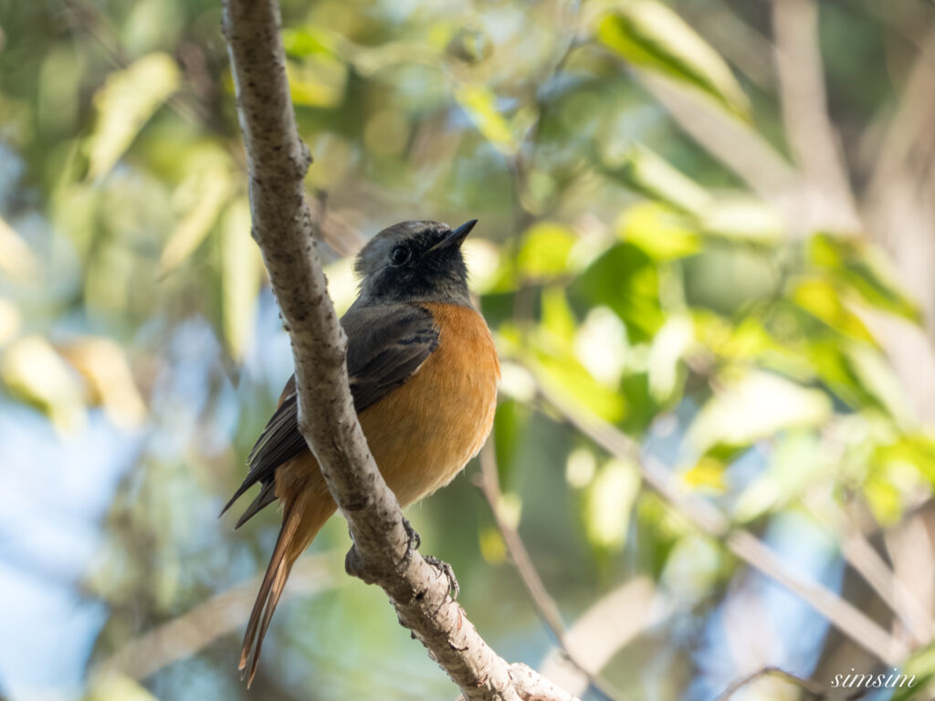 埼玉　都市公園　ジョウビタキ
