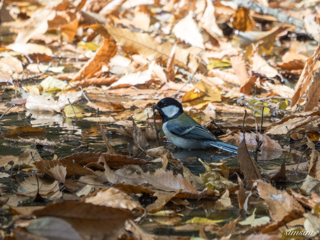 埼玉　都市公園　シジュウカラ