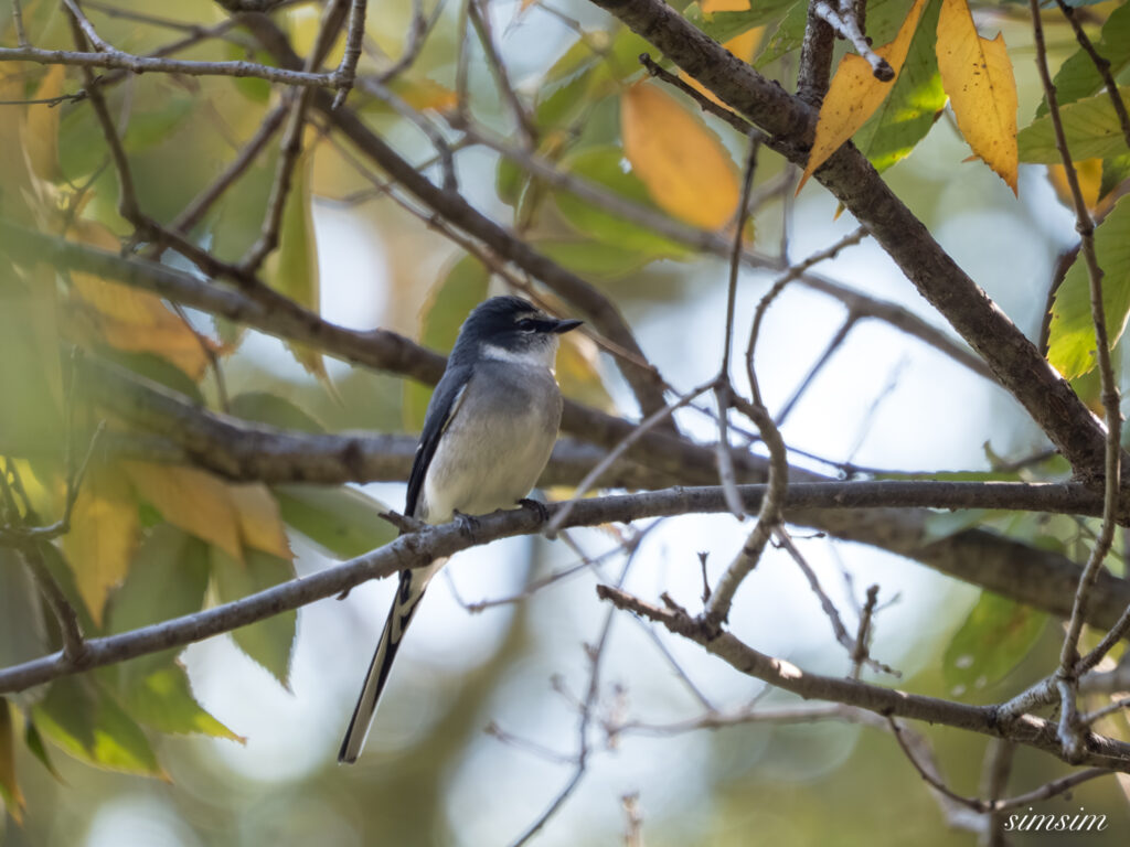 埼玉　都市公園　リュウキュウサンショウクイ