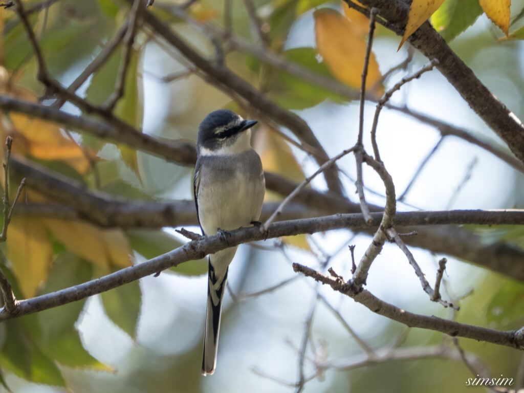 埼玉　都市公園　リュウキュウサンショウクイ