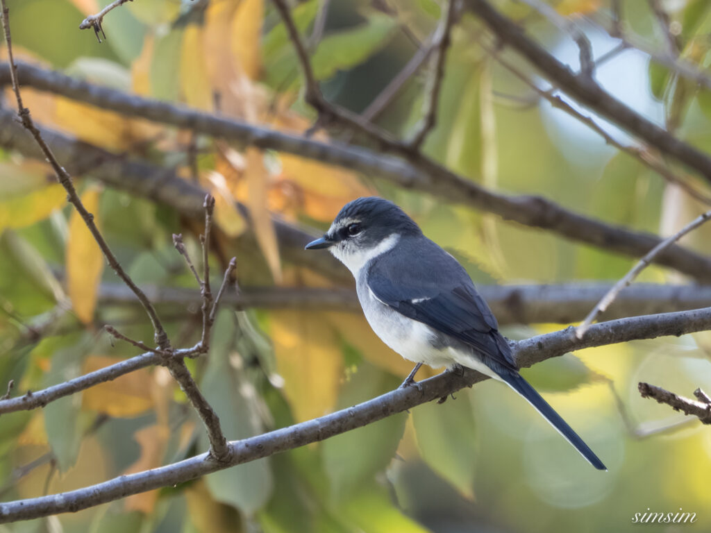 埼玉　都市公園　リュウキュウサンショウクイ