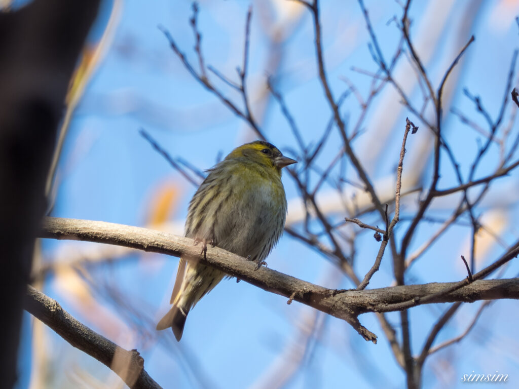 埼玉　都市公園　マヒワ