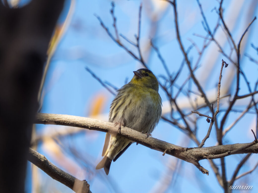 埼玉　都市公園　マヒワ