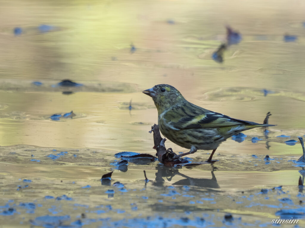 埼玉　都市公園　マヒワ