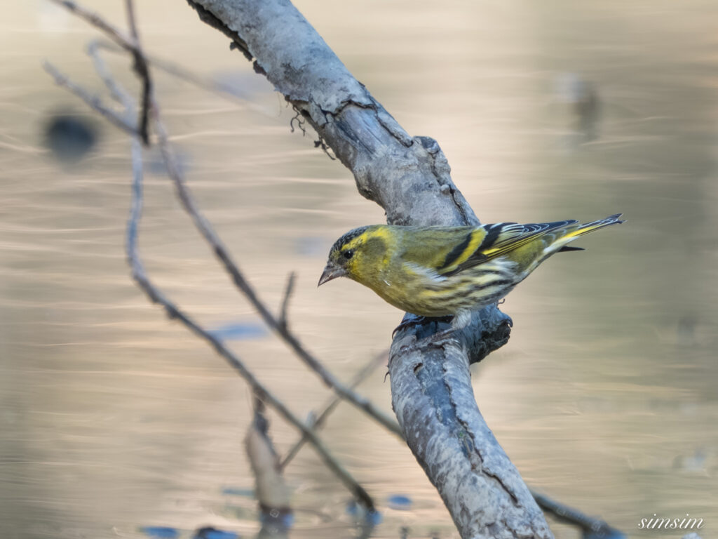 埼玉　都市公園　マヒワ