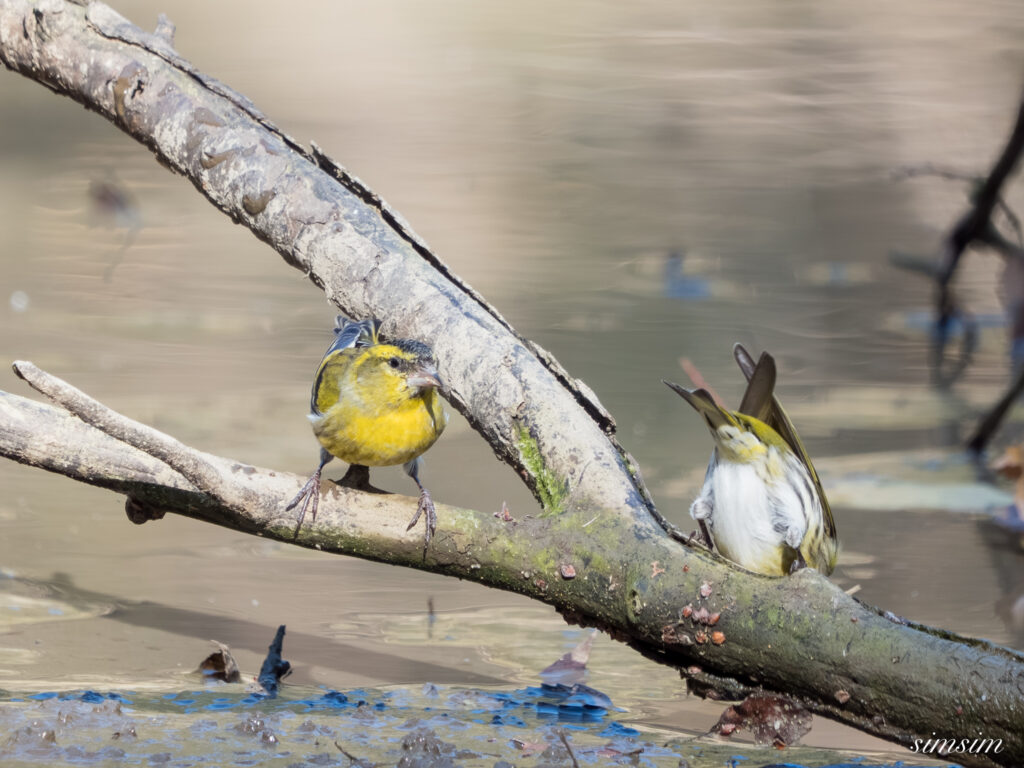 埼玉　都市公園　マヒワ