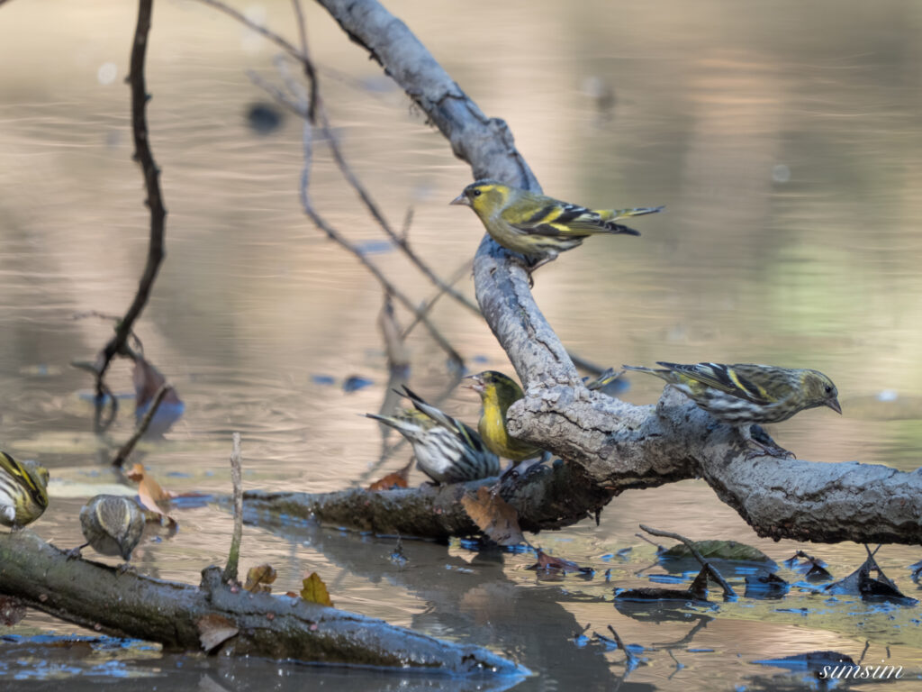 埼玉　都市公園　マヒワ